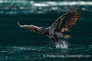 Juvenile bald eagle in flight captures a hake fish at the surface. Hake fish migrate deep in sea channels but strong tidal currents such as those at Arran Rapids lift the hake to the surface where eagles catch them, Haliaeetus leucocephalus, Stuart Island, British Columbia, Canada
