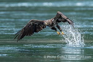 Juvenile bald eagle in flight captures a hake fish at the surface. Hake fish migrate deep in sea channels but strong tidal currents such as those at Arran Rapids lift the hake to the surface where eagles catch them, Haliaeetus leucocephalus, Stuart Island, British Columbia, Canada