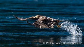 Juvenile bald eagle in flight captures a hake fish at the surface. Hake fish migrate deep in sea channels but strong tidal currents such as those at Arran Rapids lift the hake to the surface where eagles catch them, Haliaeetus leucocephalus, Stuart Island, British Columbia, Canada