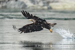 Juvenile bald eagle in flight captures a hake fish at the surface. Hake fish migrate deep in sea channels but strong tidal currents such as those at Arran Rapids lift the hake to the surface where eagles catch them, Haliaeetus leucocephalus, Stuart Island, British Columbia, Canada