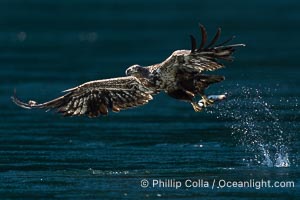 Juvenile bald eagle in flight captures a hake fish at the surface. Hake fish migrate deep in sea channels but strong tidal currents such as those at Arran Rapids lift the hake to the surface where eagles catch them, Haliaeetus leucocephalus, Stuart Island, British Columbia, Canada