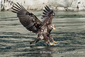 Juvenile bald eagle in flight captures a hake fish at the surface. Hake fish migrate deep in sea channels but strong tidal currents such as those at Arran Rapids lift the hake to the surface where eagles catch them, Haliaeetus leucocephalus, Stuart Island, British Columbia, Canada