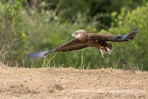 Bataleur Eagle in flight, Terathopius ecaudatus, Mara North Conservancy, Terathopius ecaudatus