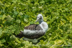 Juvenile Booby, Clipperton Island