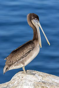 Juvenile brown pelican claps its bill / beak, standing on sea cliff over the ocean, Pelecanus occidentalis, Pelecanus occidentalis californicus, La Jolla, California