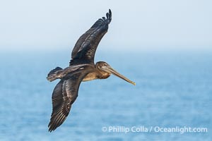 Juvenile Brown pelican in flight. Brown pelicans were formerly an endangered species. In 1972, the United States Environmental Protection Agency banned the use of DDT in part to protect bird species like the brown pelican . Since that time, populations of pelicans have recovered and expanded. The recovery has been so successful that brown pelicans were taken off the endangered species list in 2009, Pelecanus occidentalis, Pelecanus occidentalis californicus, La Jolla, California