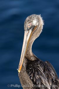 Juvenile brown pelican, likely second or third winter plumage, Pelecanus occidentalis, Pelecanus occidentalis californicus, La Jolla, California
