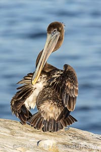 A juvenile brown pelican preening, reaching with its beak to the uropygial gland (preen gland) near the base of its tail. Preen oil from the uropygial gland is spread by the pelican's beak and back of its head to all other feathers on the pelican, helping to keep them water resistant and dry. Adult winter non-breeding plumage. Pelican yoga, Pelecanus occidentalis, Pelecanus occidentalis californicus, La Jolla, California