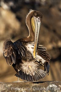 A juvenile brown pelican preening, reaching with its beak to the uropygial gland (preen gland) near the base of its tail. Preen oil from the uropygial gland is spread by the pelican's beak and back of its head to all other feathers on the pelican, helping to keep them water resistant and dry. Adult winter non-breeding plumage, Pelecanus occidentalis, Pelecanus occidentalis californicus, La Jolla, California