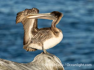 Juvenile California brown pelican preening with raised wing, Pelecanus occidentalis californicus, Pelecanus occidentalis, La Jolla