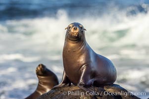 Juvenile California sea lion, resting on rocks in the morning sun, La Jolla, Zalophus californianus