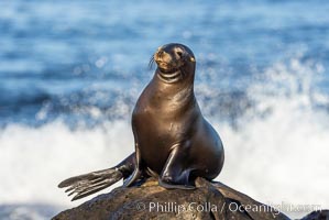 Juvenile California sea lion, resting on rocks in the morning sun, La Jolla, Zalophus californianus