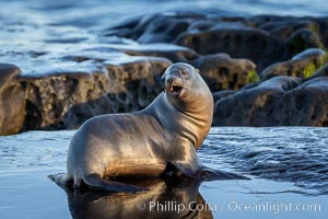 Juvenile California sea lion, resting on rocks in the morning sun, La Jolla, Zalophus californianus