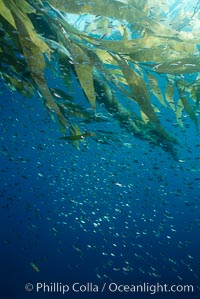 Juvenile fish referencing on offshore drift kelp, San Diego, California