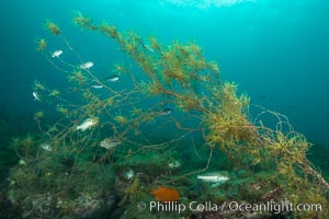 Juvenile kelp bass and invasive sargassum, Catalina, Catalina Island