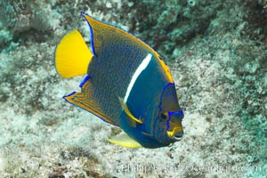 Juvenile King angelfish in the Sea of Cortez, Mexico, Holacanthus passer