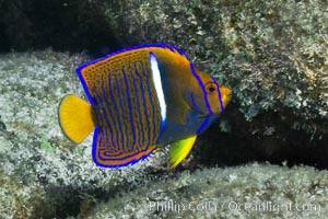 Juvenile King angelfish in the Sea of Cortez, Mexico, Holacanthus passer