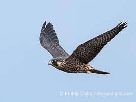 Juvenile Peregrin Falcon in flight over the Pacific Ocean, Falco peregrinus, Torrey Pines State Reserve, San Diego, California