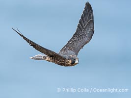 Juvenile Peregrin Falcon in flight over the Pacific Ocean, Falco peregrinus, Torrey Pines State Reserve, San Diego, California