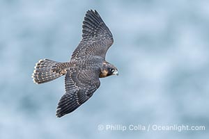 Juvenile Peregrin Falcon in flight over the Pacific Ocean, Falco peregrinus, Torrey Pines State Reserve, San Diego, California
