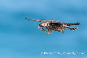 Juvenile Peregrin Falcon in flight over the Pacific Ocean, Falco peregrinus, Torrey Pines State Reserve, San Diego, California