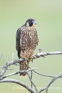 Juvenile Peregrin Falcon perched on a tree branch, Falco peregrinus, Torrey Pines State Reserve, San Diego, California