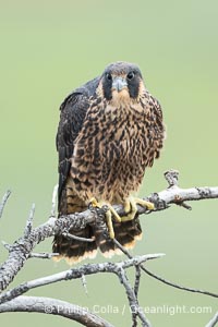 Juvenile Peregrin Falcon perched on a tree branch, Falco peregrinus, Torrey Pines State Reserve, San Diego, California