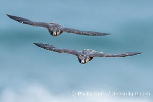 Juvenile Peregrin Falcons in flight over the Pacific Ocean, Falco peregrinus, Torrey Pines State Reserve, San Diego, California