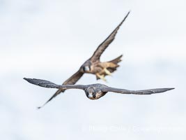 Juvenile Peregrin Falcons in flight over the Pacific Ocean, Falco peregrinus, Torrey Pines State Reserve, San Diego, California