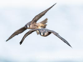 Juvenile Peregrin Falcons in flight over the Pacific Ocean, Falco peregrinus, Torrey Pines State Reserve, San Diego, California