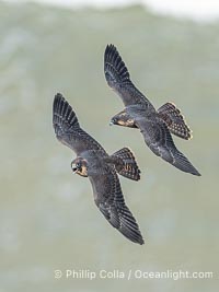 Juvenile Peregrin Falcons in flight over the Pacific Ocean, Falco peregrinus, Torrey Pines State Reserve, San Diego, California