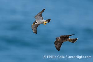 Juvenile Peregrin Falcons in flight over the Pacific Ocean, Falco peregrinus, Torrey Pines State Reserve, San Diego, California