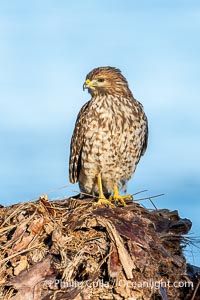 Juvenile Red Shouldered Hawk Buteo lineatus in La Jolla, Buteo lineatus
