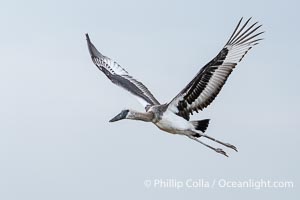 Juvenile Saddle-Billed Stork in Flight, Ephippiorhynchus senegalensis, Masai Mara, Kenya, Ephippiorhynchus senegalensis, Maasai Mara National Reserve