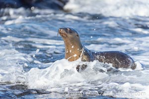 Juvenile sea lion playing in white wash on Point La Jolla, Zalophus californianus