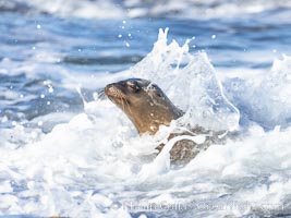 Juvenile sea lion playing in white wash on Point La Jolla, Zalophus californianus