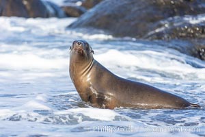 Juvenile sea lion playing in white wash on Point La Jolla, Zalophus californianus