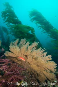 California golden gorgonian and small juvenile sheephead fishes on rocky reef, below kelp forest, underwater. The golden gorgonian is a filter-feeding temperate colonial species that lives on the rocky bottom at depths between 50 to 200 feet deep. Each individual polyp is a distinct animal, together they secrete calcium that forms the structure of the colony. Gorgonians are oriented at right angles to prevailing water currents to capture plankton drifting by, Semicossyphus pulcher, San Clemente Island