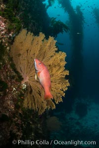 California golden gorgonian and small juvenile sheephead wrasse on rocky reef, below kelp forest, underwater. The golden gorgonian is a filter-feeding temperate colonial species that lives on the rocky bottom at depths between 50 to 200 feet deep. Each individual polyp is a distinct animal, together they secrete calcium that forms the structure of the colony. Gorgonians are oriented at right angles to prevailing water currents to capture plankton drifting by, Semicossyphus pulcher, San Clemente Island