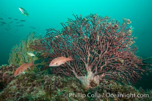 Juvenile sheephead and gorgonian, Catalina, Semicossyphus pulcher, Catalina Island