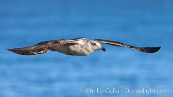Juvenile Western Gull in Flight, Larus occidentalis, La Jolla, California