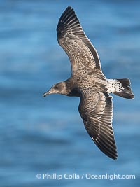 Juvenile Western Gull in Flight, La Jolla. Note the dark tail, pale barred rump, and dark brown primaries and secondaries, Larus occidentalis