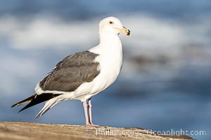 Juvenile western gull portrait against ocean backdrop, suspected second or third winter plumage, Larus occidentalis, La Jolla, California