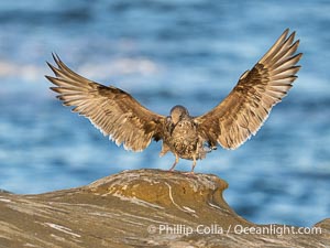 Juvenile Western Gull with Wings Raised as it lands on rocky cliffs, La Jolla, California