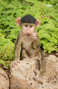 Juvenile Yellow Baboon, Amboseli National Park, Kenya, Papio cynocephalus