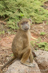 Juvenile Yellow Baboon, Amboseli National Park, Kenya, Papio cynocephalus