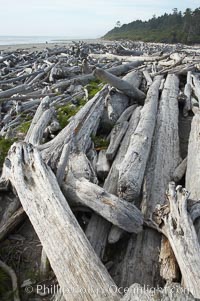 Enormous driftwood logs stack up on the wide flat sand beaches at Kalaloch.