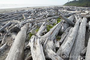 Enormous driftwood logs stack up on the wide flat sand beaches at Kalaloch.