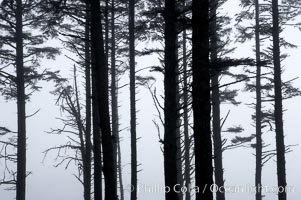 Morning mist shrouds trees, Kalaloch, Olympic National Park, Washington