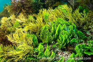 Kelp and Marine Algae Underwater at Kangaroo Island, South Australia